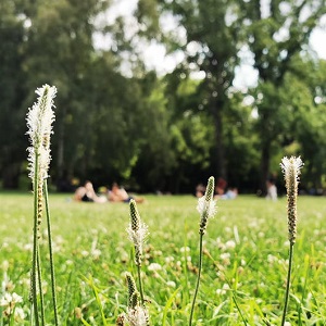 Park-Anlage Bären-Wiese Ludwigsburg