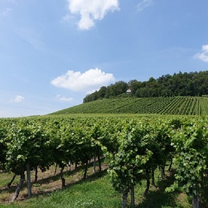Lemberg Weinberge Affalterbach Land-Kreis Ludwigsburg